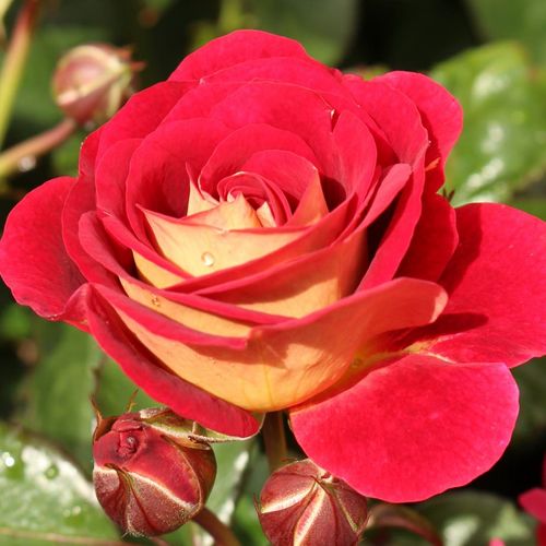 Rozen bestellen en bezorgen - floribunda roos - rood -geel - Rosa Die Sehenswerte ® - geurloze roos - W. Kordes & Sons - -